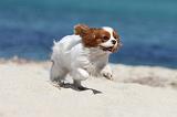 CAVALIER KING CHARLES 132